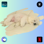 パクソジュン愛犬シンバ